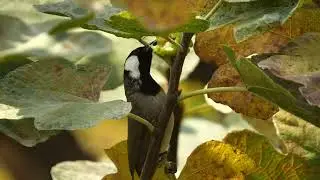 WHITE EARED BULBUL THE NEW GUEST OF CLIMATE CHANGE wild life birds and animal
