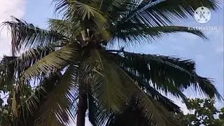 Deal - 442.     55 Cent's Coconut Farm. சுசிந்திரம். Should Out.