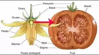 Fertilization - Fruit & Seed Development