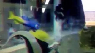 Fish Tank Gang the movie - Rescuing Sharkbait
