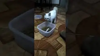 Cute Cat Wants to eat with spoon #shorts