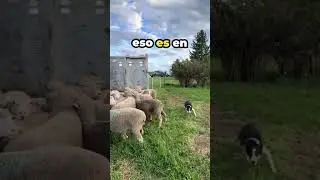 POR ESTO LAS OVEJAS NO DEBEN DESAFIAR A UN PERRO!!