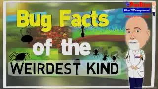 dr bug 10 weird kind