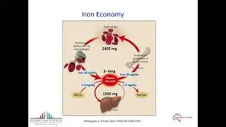 The Role of Mass Spectrometry for Hepcidin Isoform Analysis | Biomedical Research