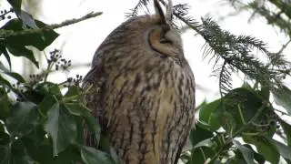 Vroege Vogels - Roestende ransuil