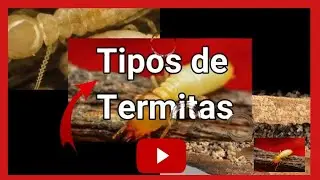 Tipos de termitas 【 Diferentes grupos de comejenes】