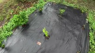 Dwarf Hot pepper plants finally producing!