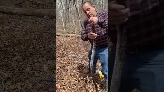 Chunky rat snake found a few years ago in the early spring in Gainesville, Georgia