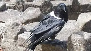 talking raven - knaresborough castle england