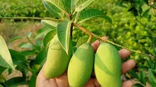 Thai Mango