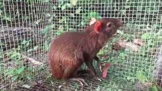 Common Agouti ( Dasyprocta )
