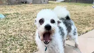 Texas Windy Day 