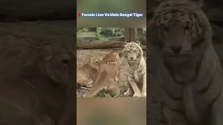 Female lions dominate male Bengal tigers.
