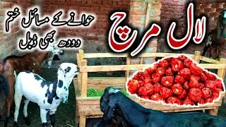 bakri ka dhood badhane ka tarika | goat udder problems | bakri wala