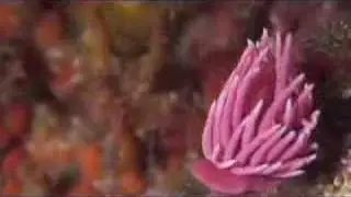 Hopkins Rose nudibranch