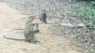 Wild monkey zone animal feeding tomato, wild animal feeding .monkey lover