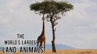 The 5 largest land animals in the world