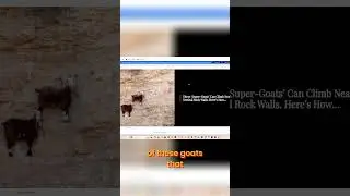 Goat Evolution: Brain Damage and Weird Behaviors Explained! #shorts