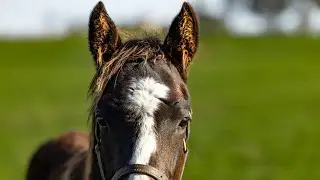 Winx colt to be offered at the 2026 Inglis Easter Yearling Sale