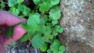 Wild Winter Greens