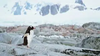 penguin penguin kahani #shorts #shortvideo