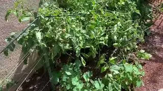 How the Florida weave method of staking tomatoes worked for me //NMHighDesertGarden