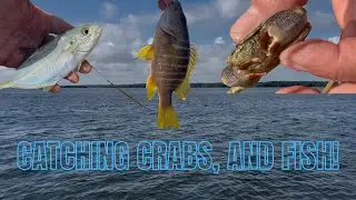 CATCHING CRABS, AND FISH!