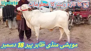 آج کا تازہ ریٹ | مویشی منڈی ظاہری پیر | 18 دسمبر کی مکمل اپڈیٹ