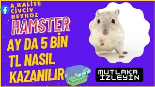 Hamster satışı yaparak ay da 5 ila 6 bin TL nasıl kazanılır adım adım #PART1 HAMSTER BAKIMI