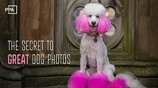 Dog Photography on Location: Master Posing, Action & Client Experience