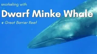 DWARF MINKE WHALE snorkeling in Great Barrier Reef, Australia