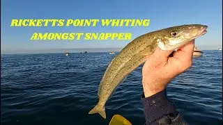Ricketts Point, Whiting on soft plastic!