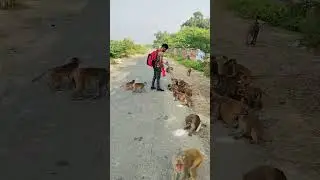 Life changing real story #monkeyvideo #bandar #monkey