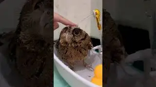 Купаем милую мини-сову!🛁🦉