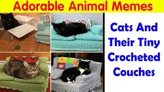 Adorable Animal Memes That Should Bring Some Sunshine To Your Day (New Pics)