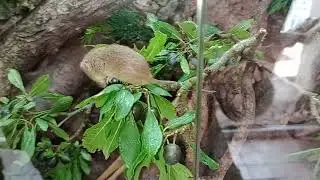 Eurasian harvest mouse