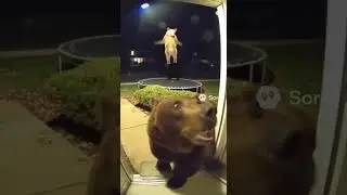 🐻 When a bear gets caught jumping on the trampoline&hellip; #bear  #trampoline  #funnyshorts  #what