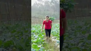 Harvesting 1000 kg Sweet Lychees Sell At The Market, break bamboo shoots | Han Harvesting