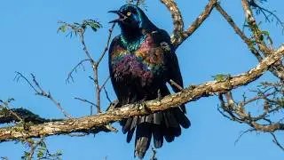 Common grackle call sounds & puffing up | Bird