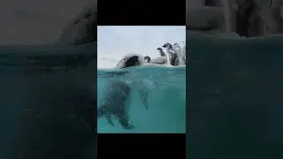 A rookie at sea &mdash; the challenge begins#wildlife #animals #shorts #video