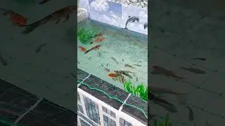 🐠My new terrace pond💕😊#fish#aquarium#homemade#homedecor#video#make#diy#love#subscribetomychannel#yt