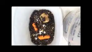 Mealworm Beetle Colony Timelapses 2019 Part #2293 6