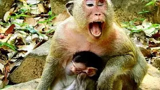Wow!! Popeye make agency sound to every monkeys careful, how happen 655