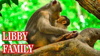 _____Wow! so sweet day of Libby monkey with her baby Lily. Breastfeeding time.