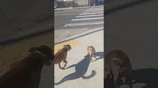 Making all the dogs bark...(Mary Jane & Miss Dinky)