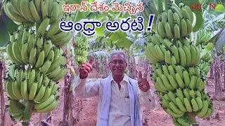 Iran appreciates Andhra banana! |Banana |Arati |ExportToIran |FarmerPride |SaveSoil |Nature |Srion |
