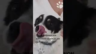 Cremazione Animali Palermo