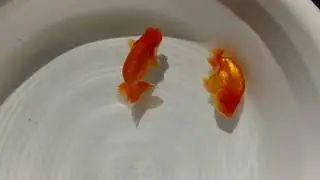DSCF8715
