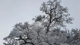 Winter Forest Walk (-7&deg;C) - Germany