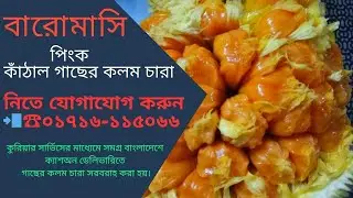 পিংক কাঁঠাল গাছের কলম চারা || Pink Jackfruit Tree